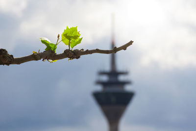 Low angle view of flowers against sky