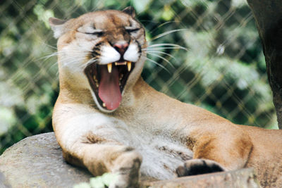 Close-up of puma yawning outdoors