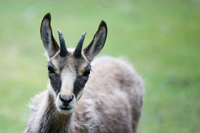 Close-up of a sheep with horns