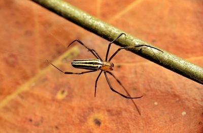 Close-up of spider