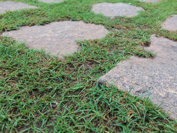 High angle view of grass on field