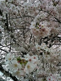 Low angle view of cherry blossoms in spring