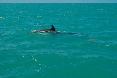 View of fishes swimming in sea