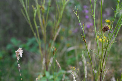 Close-up of insect on flower