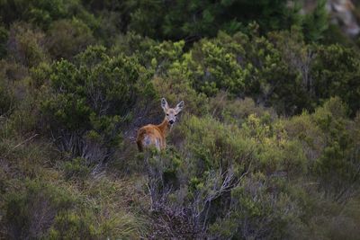 Deer in a forest