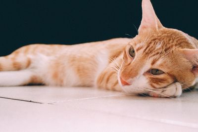 Portrait of cat lying down