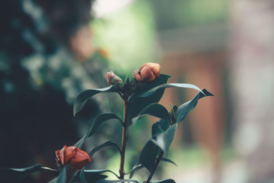 Close-up of flowering plant