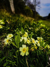 Close-up of yellow flowers