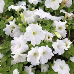 High angle view of white flowering plants