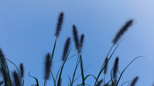 Low angle view of cattails growing against sky