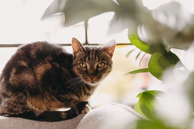 Brown cute cat relaxing on the sofa at home, pets