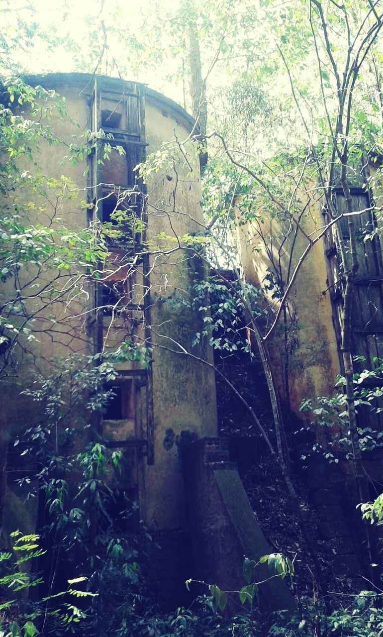 building exterior, built structure, architecture, tree, abandoned, growth, plant, old, house, obsolete, damaged, day, deterioration, residential building, outdoors, run-down, no people, residential structure, building, green color