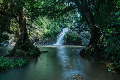 Scenic view of waterfall in forest