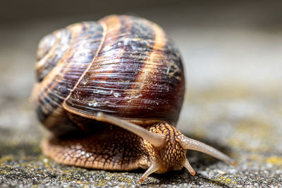 Close-up of snail