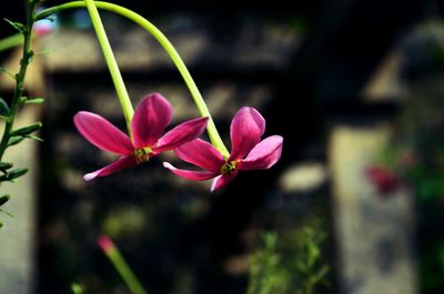 Close-up of flowers blooming outdoors