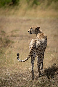 Full length of cheetah on field