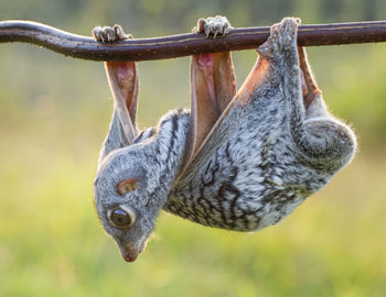 Close-up of butterfly hanging on branch