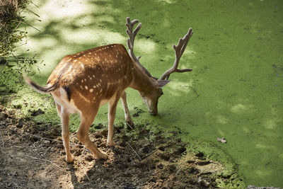 Deer standing on field