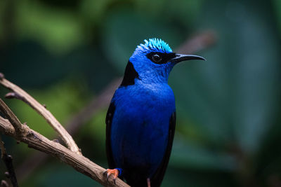 Close-up of blue bird perching on branch