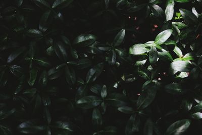 Full frame shot of plants