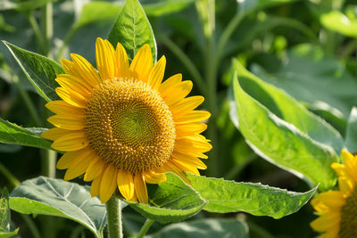 Close-up of sunflower blooming outdoors