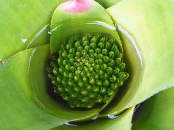 Full frame shot of green fruit