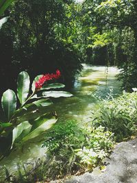 Flower tree by water