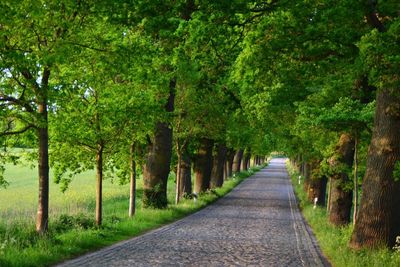 Empty road along trees