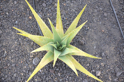 High angle view of succulent plant on road