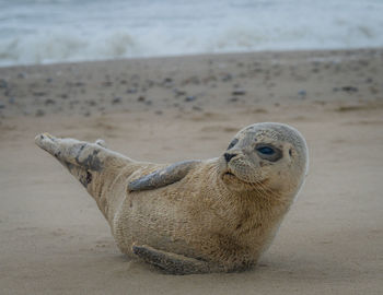 Seal relaxing at sandy beach