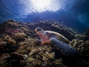 Fish swimming in sea