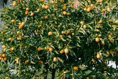 Orange fruits growing on tree