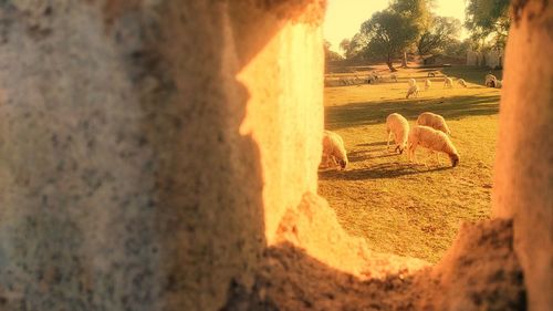 Close-up of land against sky during sunset
