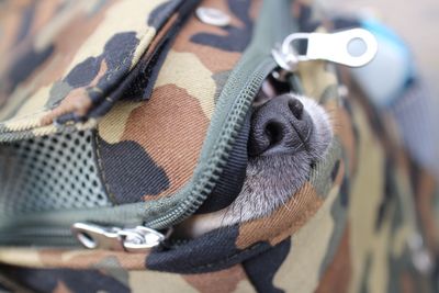 Close-up of dog in bag