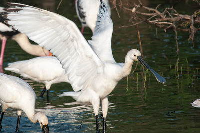 View of birds in lake