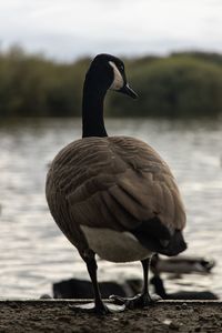 Bird perching on a lake