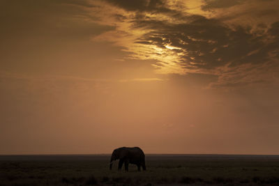Silhouette of an elephant at sunset 
