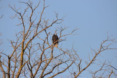 Low angle view of bird perching on bare tree against sky