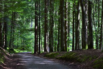 Road amidst trees in forest