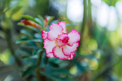 Close-up of pink flower blooming outdoors