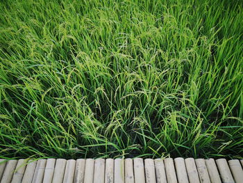 High angle view of plants on field