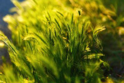 Close-up of crops growing on field
