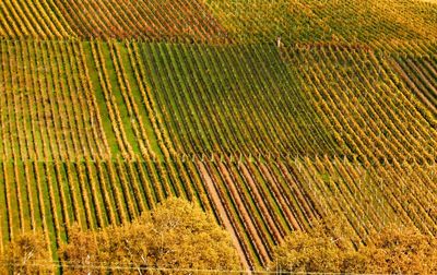 Full frame shot of agricultural field