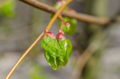 Close-up of wet plant