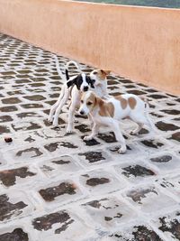 Portrait of dog standing