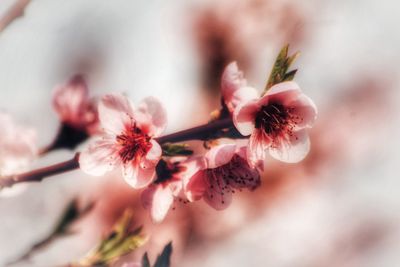 Close-up of pink cherry blossom