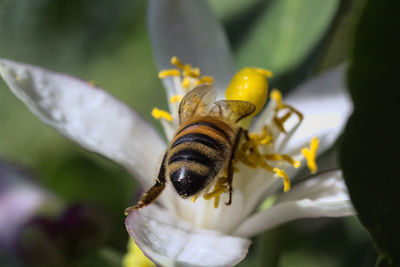 Close-up of bee pollinating on flower