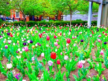 Pink flowers blooming in park