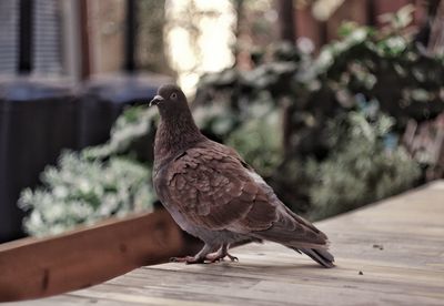 Close-up of bird perching on retaining wall