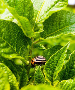 Bug on plant